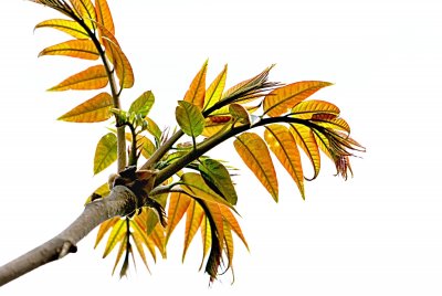 Cedrela sinensis - česnekovník čínský - jarní listy s žilnatinou